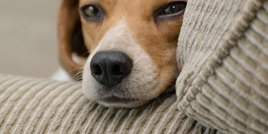 consipated How do I know my pet is constipated?