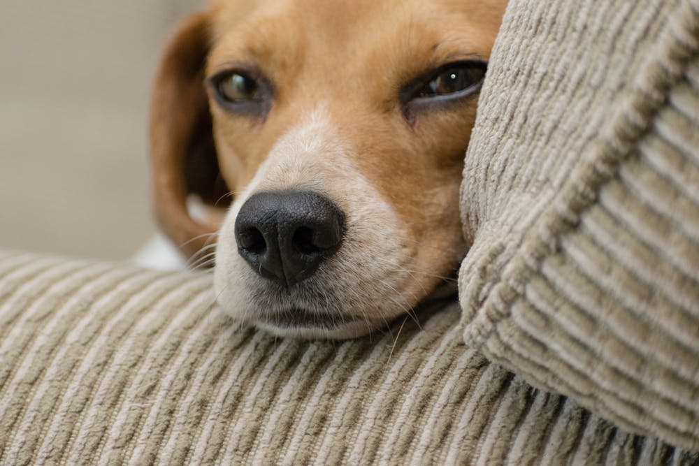 consipated How do I know my pet is constipated?