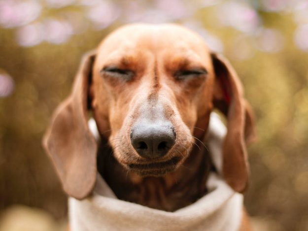 My dog seems to be scratching a lot - why?