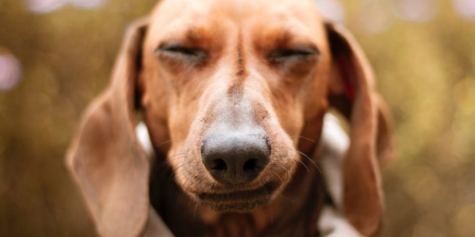 itching My dog seems to be scratching a lot - why?