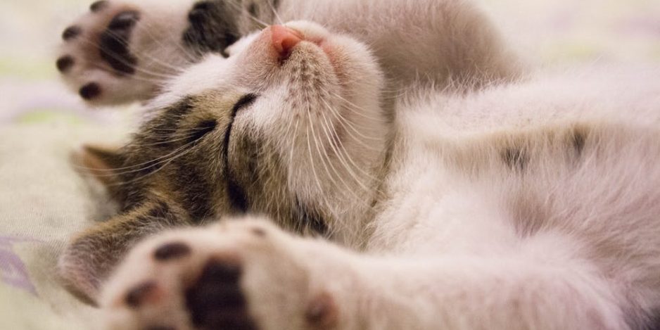 Thinking of getting a new kitten or puppy? Thinking of getting a new kitten or puppy?