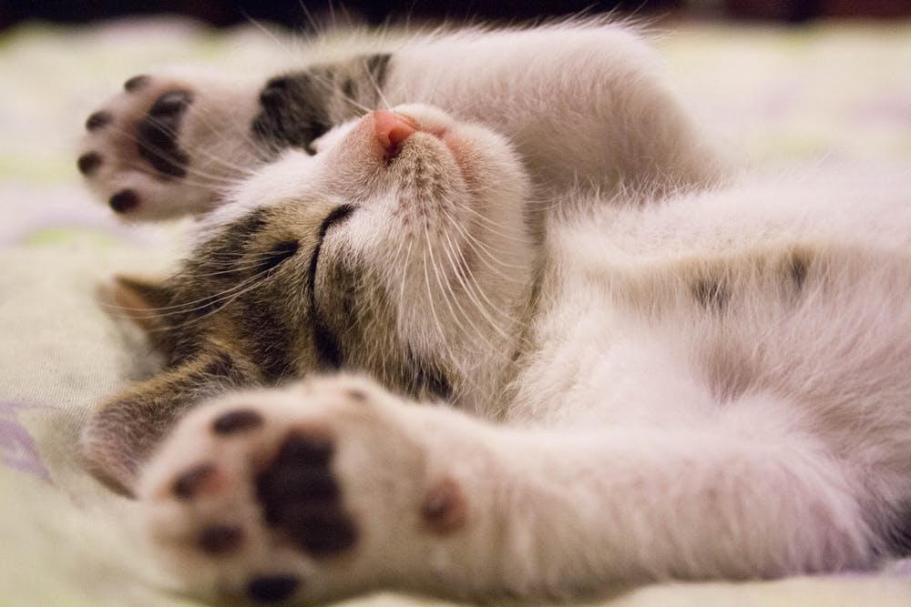 Thinking of getting a new kitten or puppy?