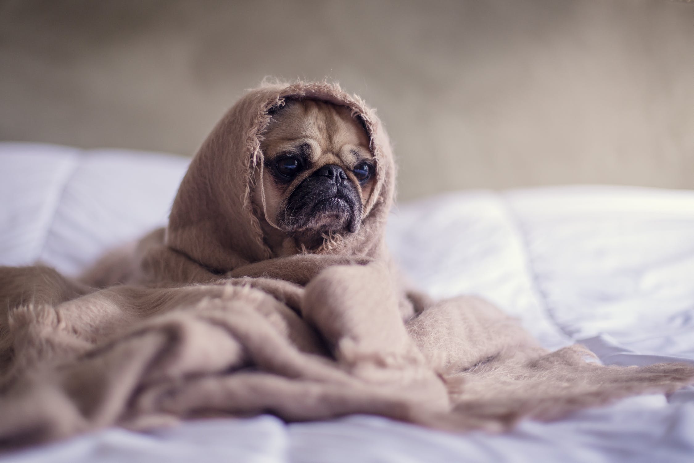 pain Medication for Pets
