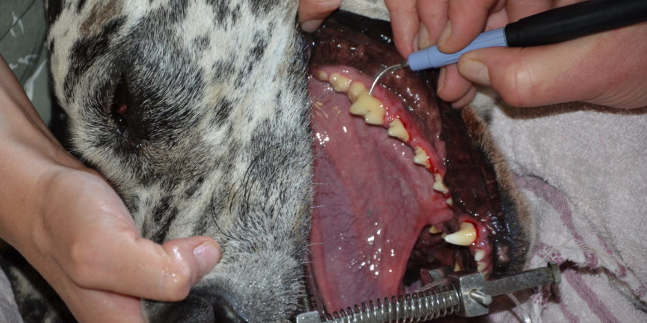 dental care