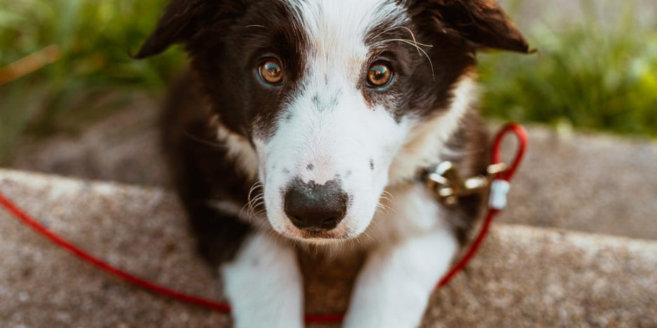 How do I train my puppy on a leash? How do I train my puppy on a leash?