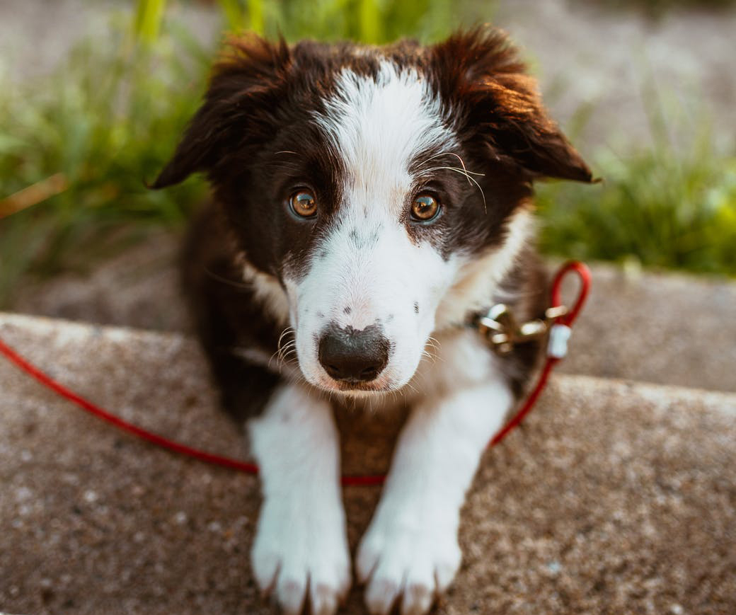 How do I train my puppy on a leash? How do I train my puppy on a leash?