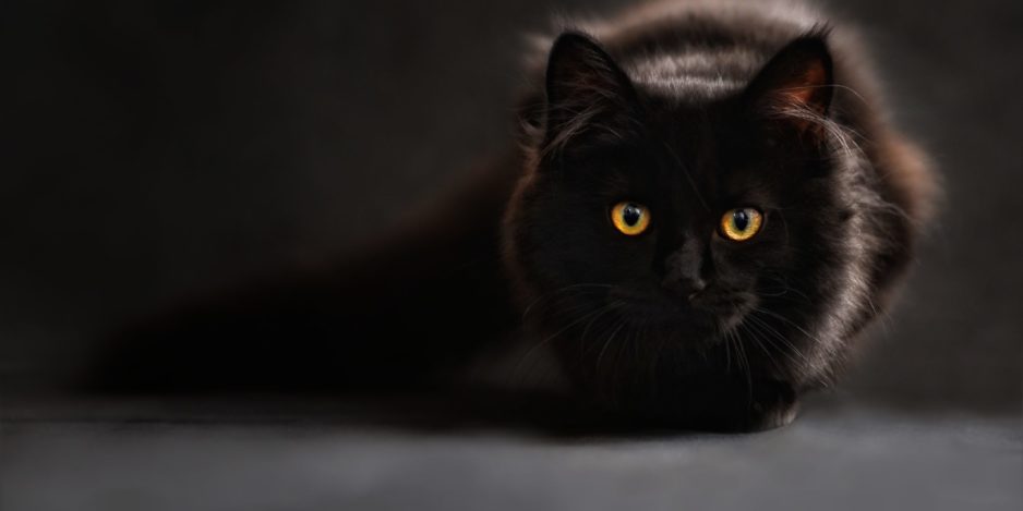 cat-694730