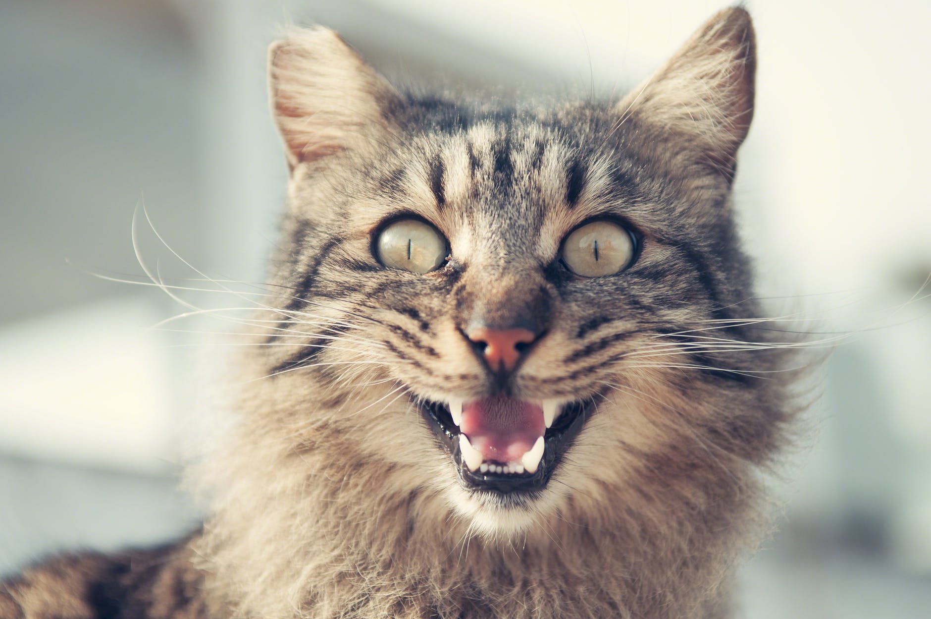 fighting cats
