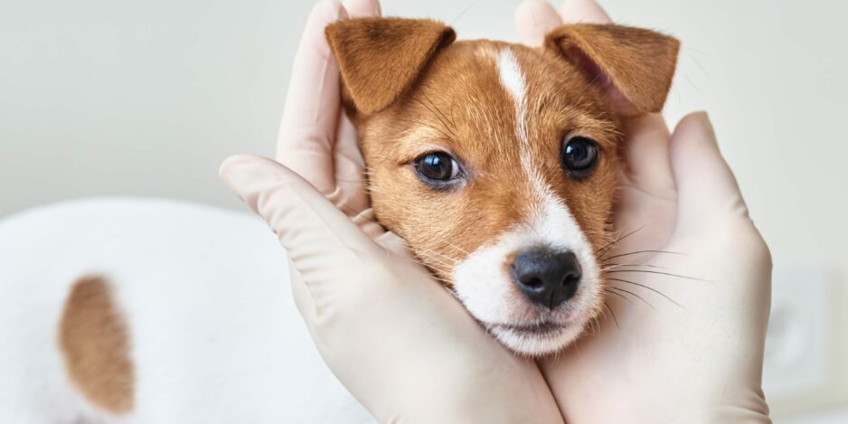 Veterinary doctor examines puppy dog.