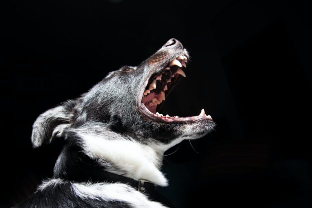 dog fighting