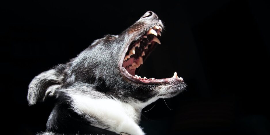 animal-dog-pet-dangerous dog fighting