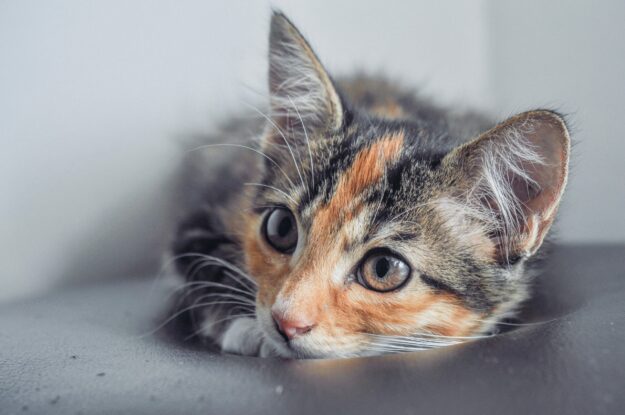kitten-2021-09-03-10-01-50-utc