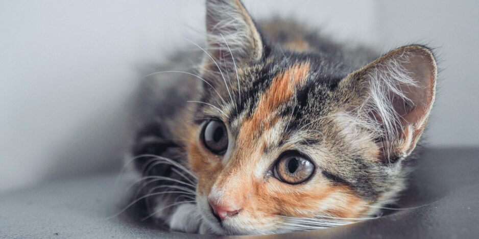 kitten-2021-09-03-10-01-50-utc
