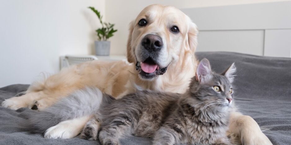 a-cat-and-a-dog-lie-together-on-the-bed-2022-03-24-00-36-09-utc