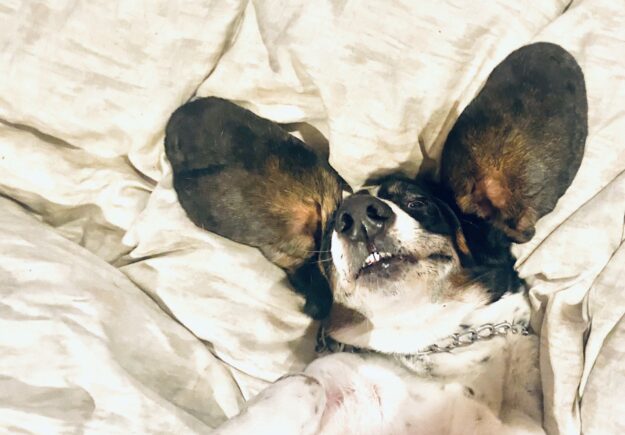 basset-hound-with-big-ears-laying-in-bed-2022-11-16-19-10-22-utc