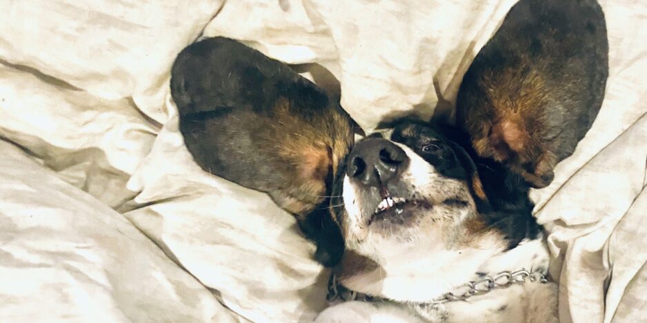 basset-hound-with-big-ears-laying-in-bed-2022-11-16-19-10-22-utc