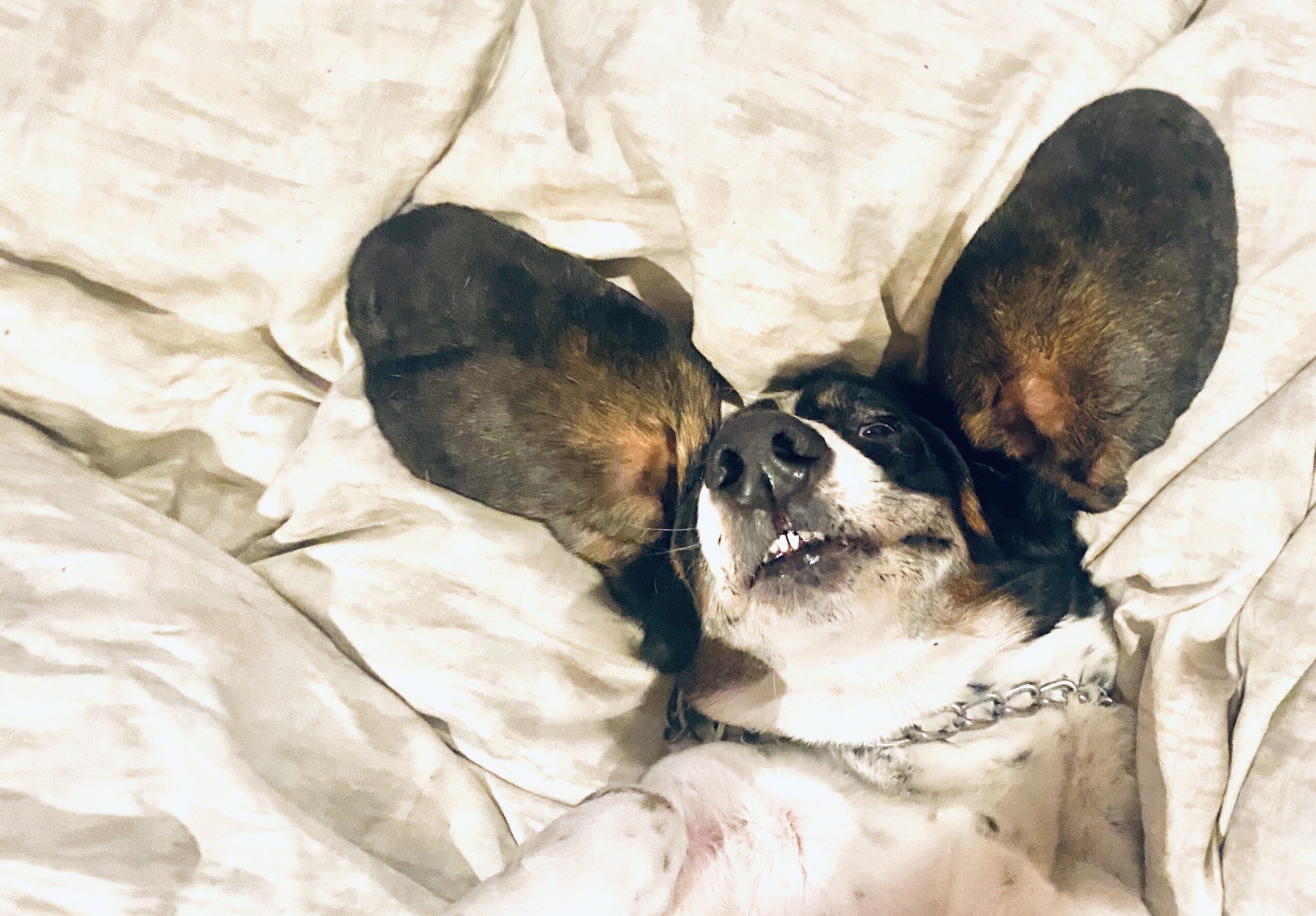 basset-hound-with-big-ears-laying-in-bed-2022-11-16-19-10-22-utc