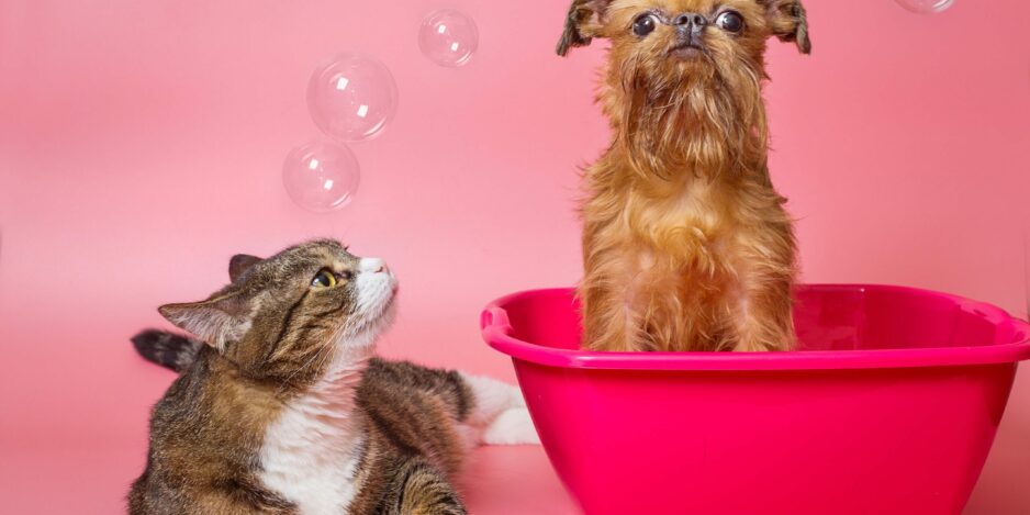 Dog and cat wash in a pink basin