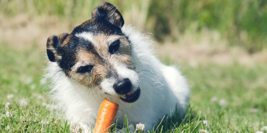 Dog eating a carrot