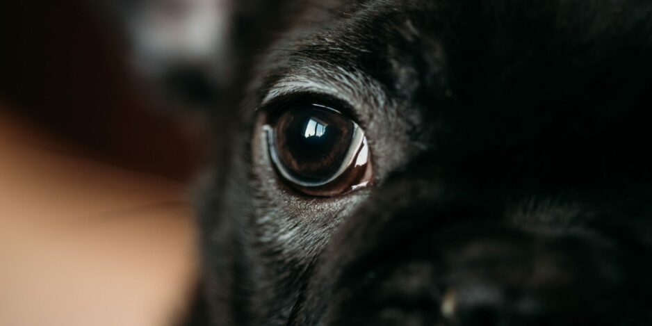 Close Up Eye Of Young Black French Bulldog Dog Puppy. Funny Dog