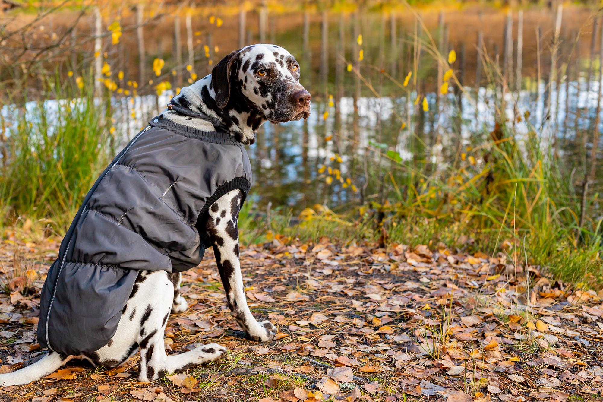 Cute dalmatian in autumn forest. Dog sat in a grey raincoat in nature. Dog training. puppy in coat walking in the park. The concept of caring for pets. stylish pet clothes.dressed dogs