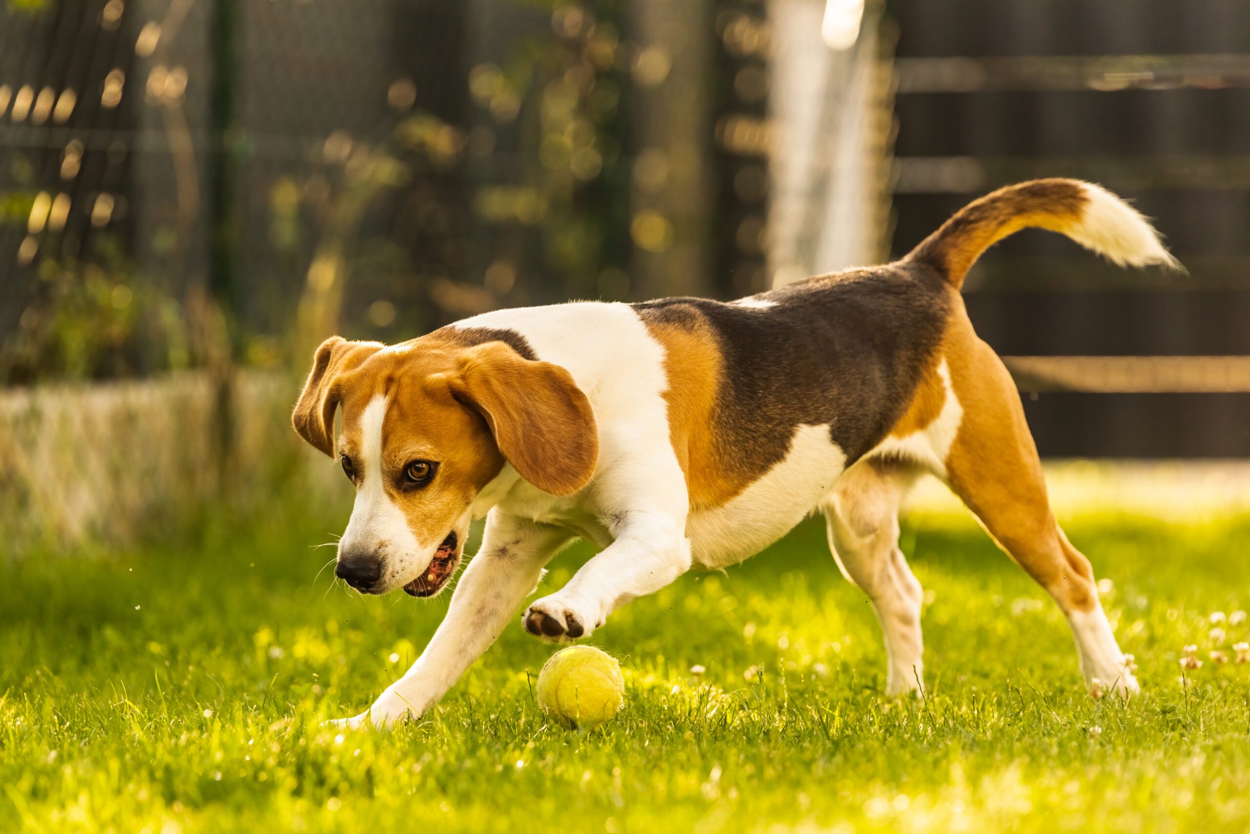 Beagle dog fun in garden outdoors run and jump with ball