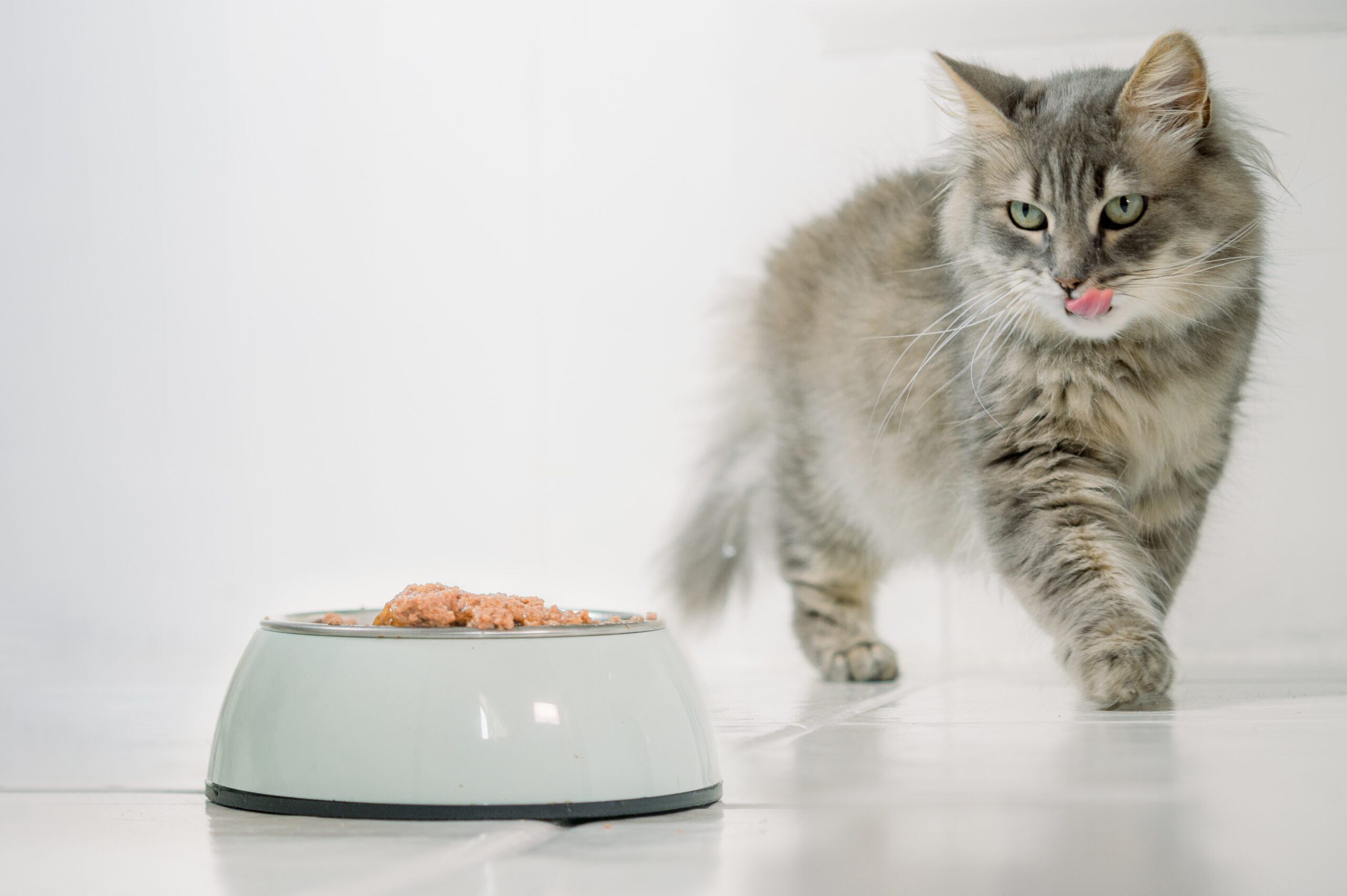 Cat walking near bowl of food