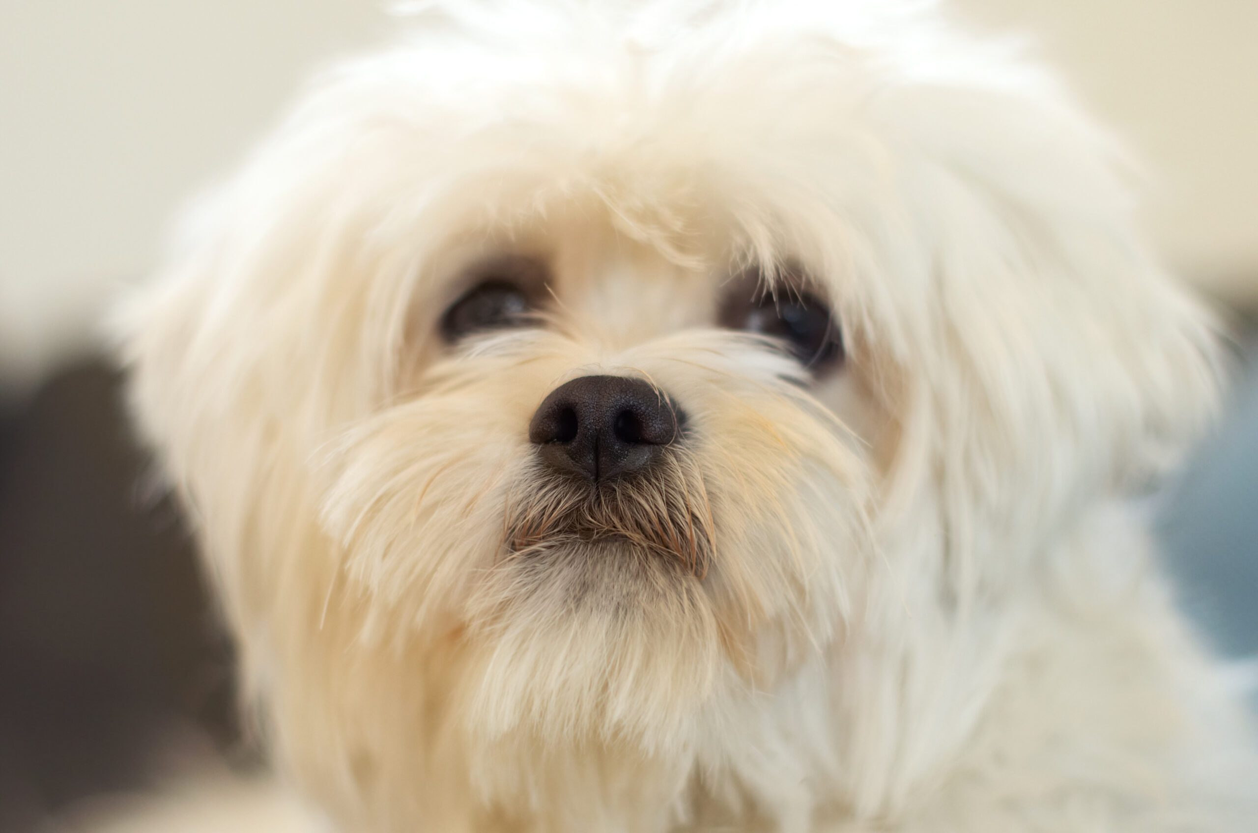 Its mans best friend…In miniature mode.