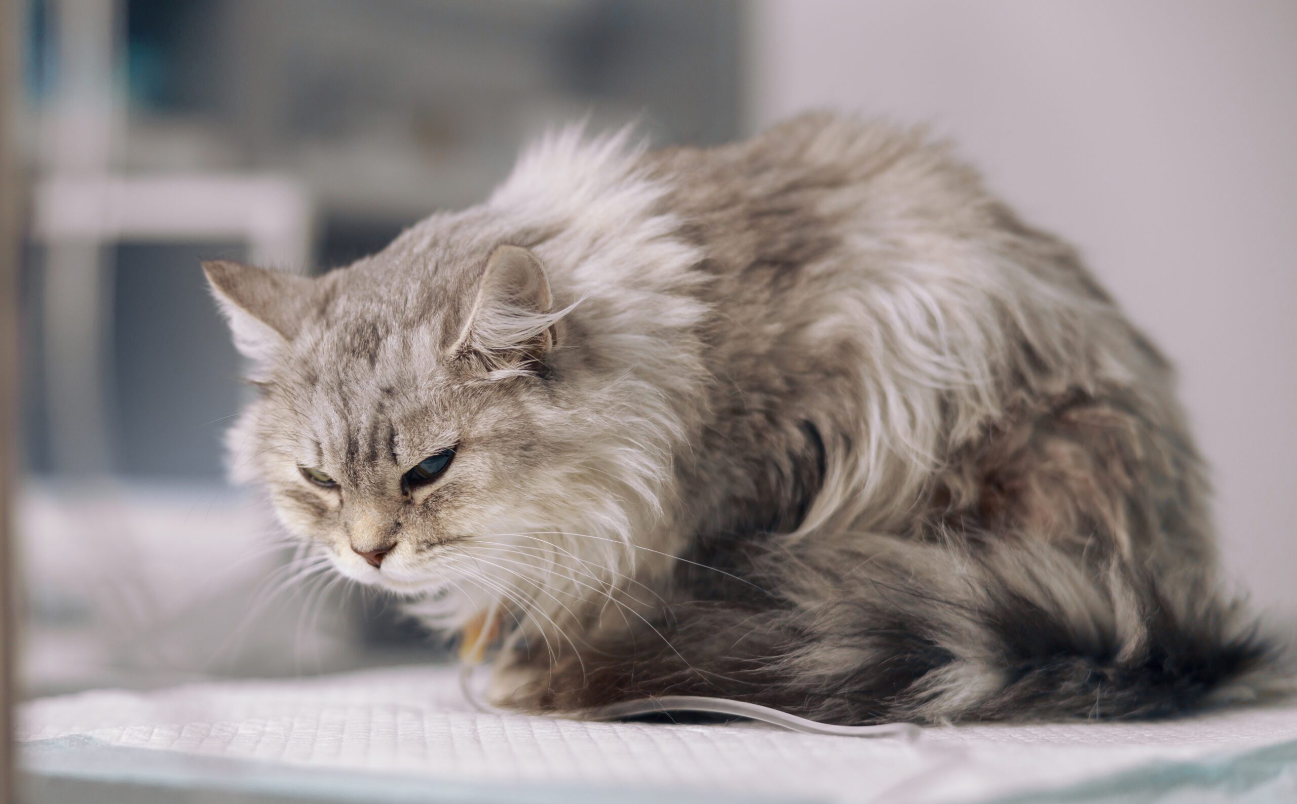 Grey cat on intravenous infusion suffers from pain on table