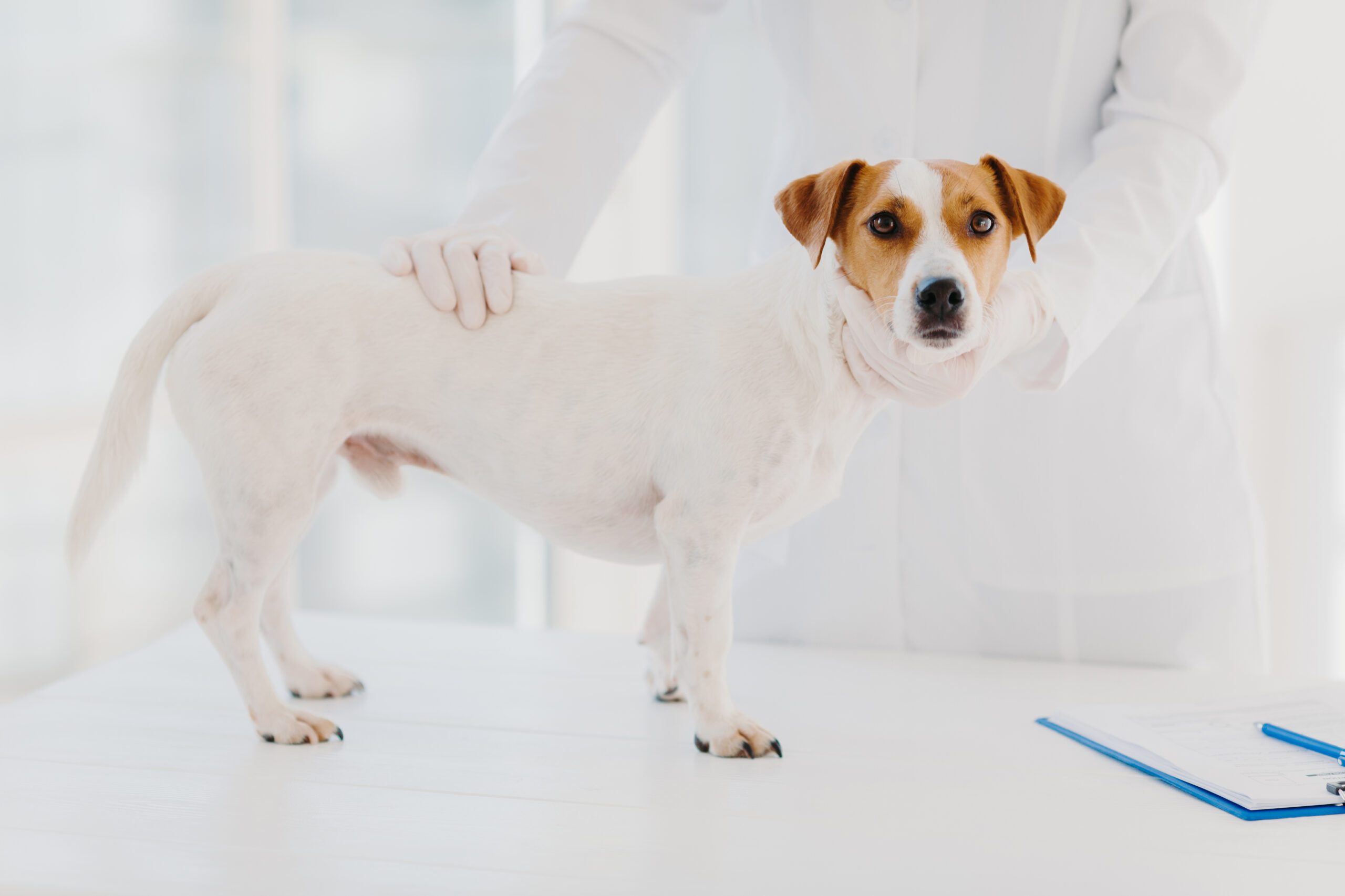 Cropped image of professional vet doctor examines sick pedigree dog in clinic, pose near white table with clipboard for writing notes. Animal medical examination, checkup and treatment concept