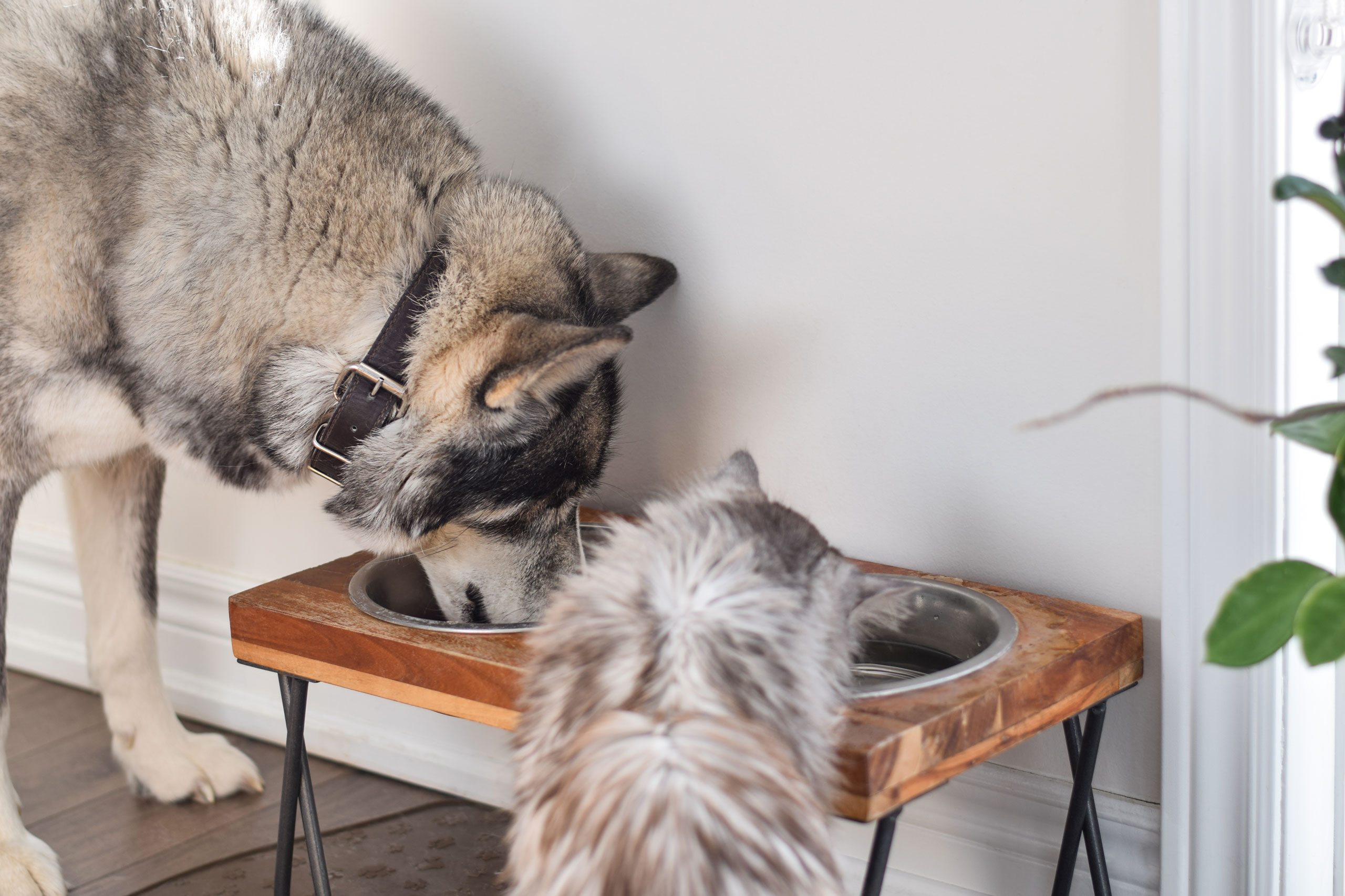 dog-and-cat-eating-and-drinking-from-the-same-bowl-2023-11-27-05-33-56-utc