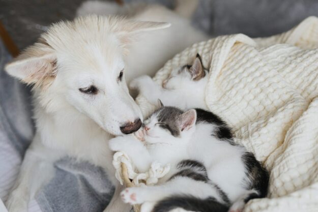 Adorable white dog licking and kissing cute little kittens in ba