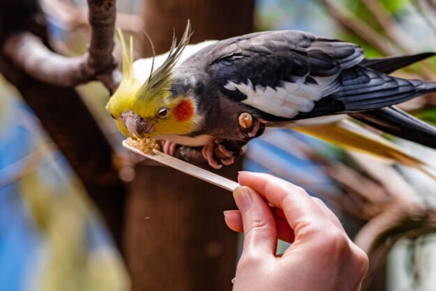 Hand giving a stick to a corella parrot.