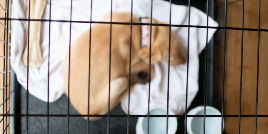 sleepy-puppy-2023-11-27-05-15-53-utc