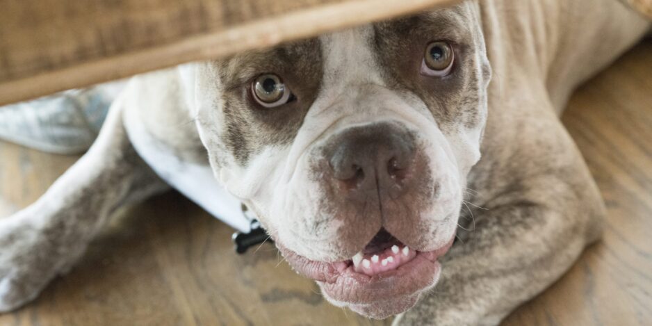 Bulldog,United States,A bulldog hiding underneath furniture.