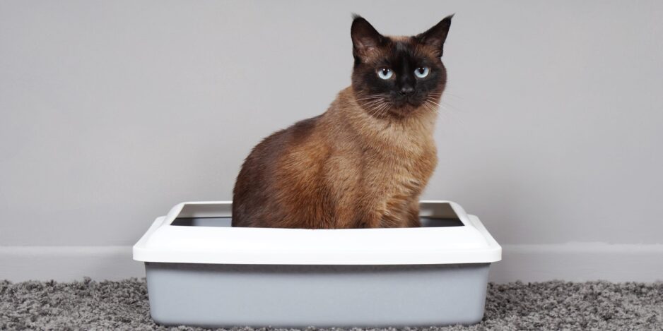 house-trained cat sitting in cat toilet or litter box