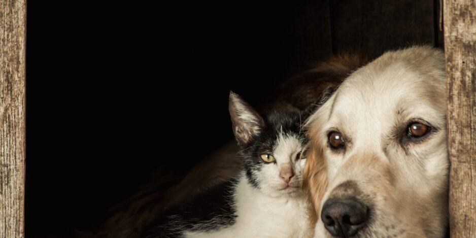 Closeup shot of the snouts of a cute dog and a cat sitting cheek to cheek