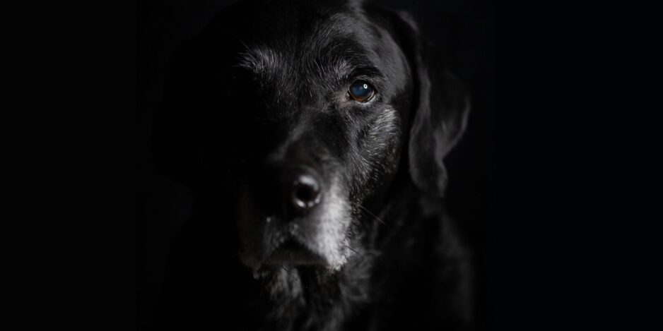 Portrait of an old black labrador with a dark background