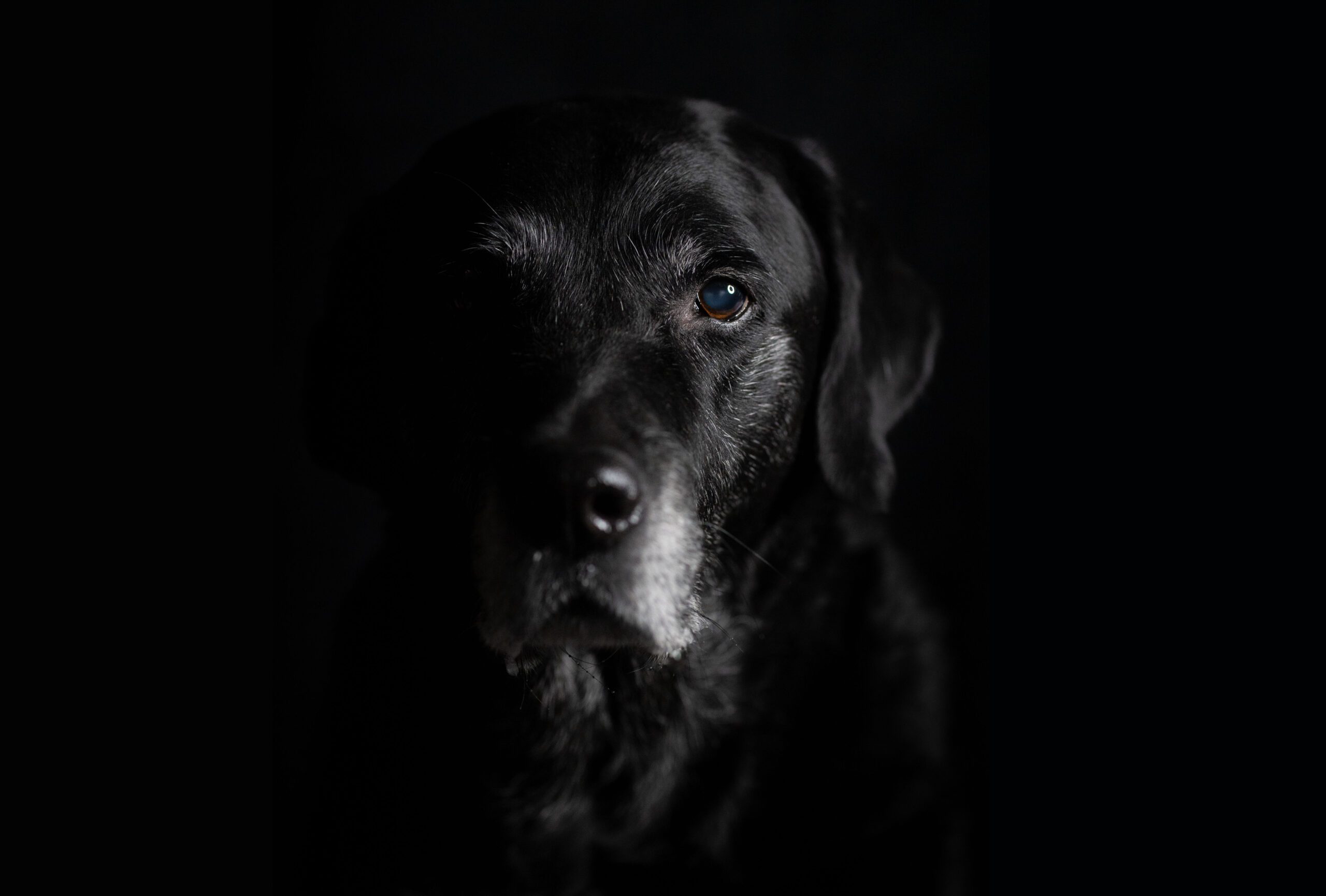 Portrait of an old black labrador with a dark background