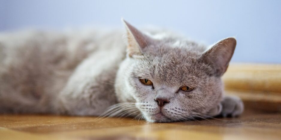 The cat lies on the floor. The concept of pets