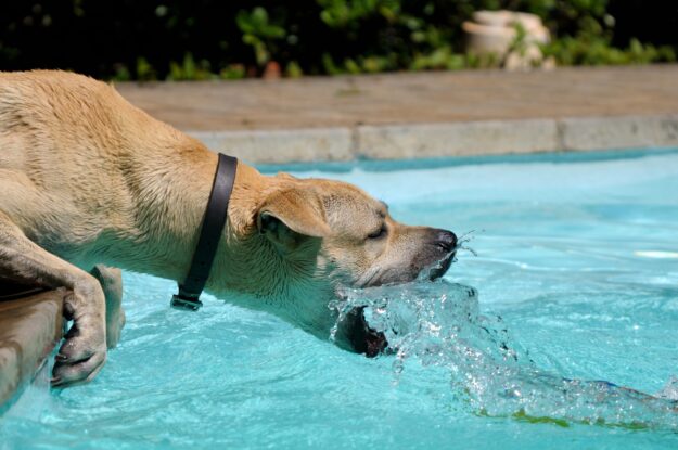 Dog playing with water