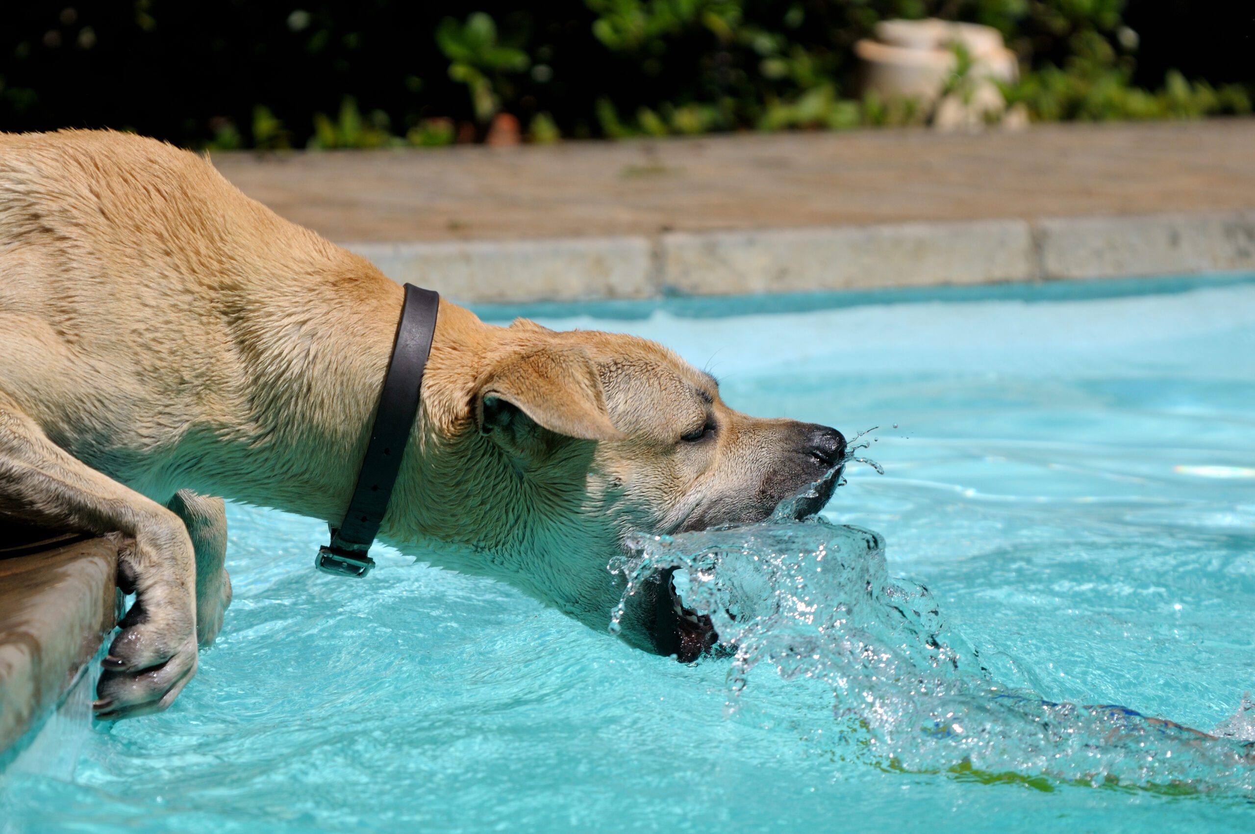 Dog playing with water