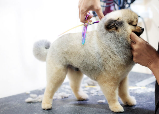 women-are-cloning-dogs-on-table-2024-10-25-00-25-41-utc