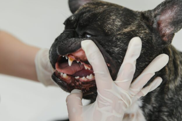 a veterinarian at the clinic examines a dog’s teeth. French bulldog at the vet.