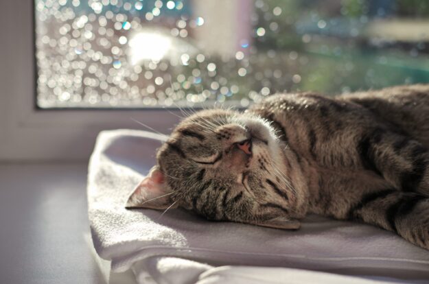 lazy tabby cat sleeping on a window sill.