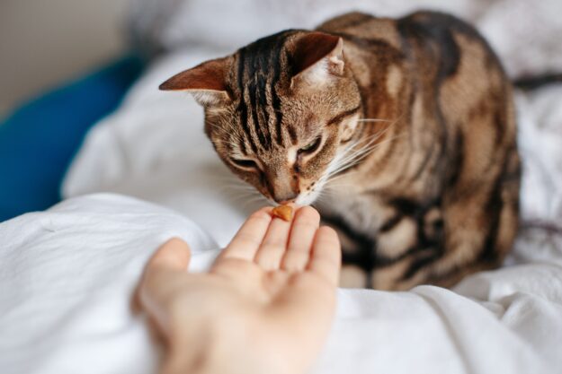 cute-tabby-striped-cat-sniffing-human-palm-with-tr-2021-09-01-14-44-40-utc