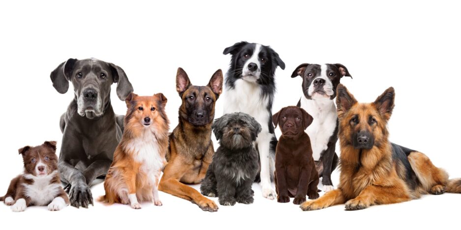 Group of nine dogs