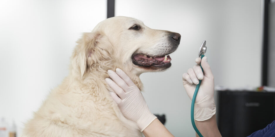 Vet examine the dog in the office