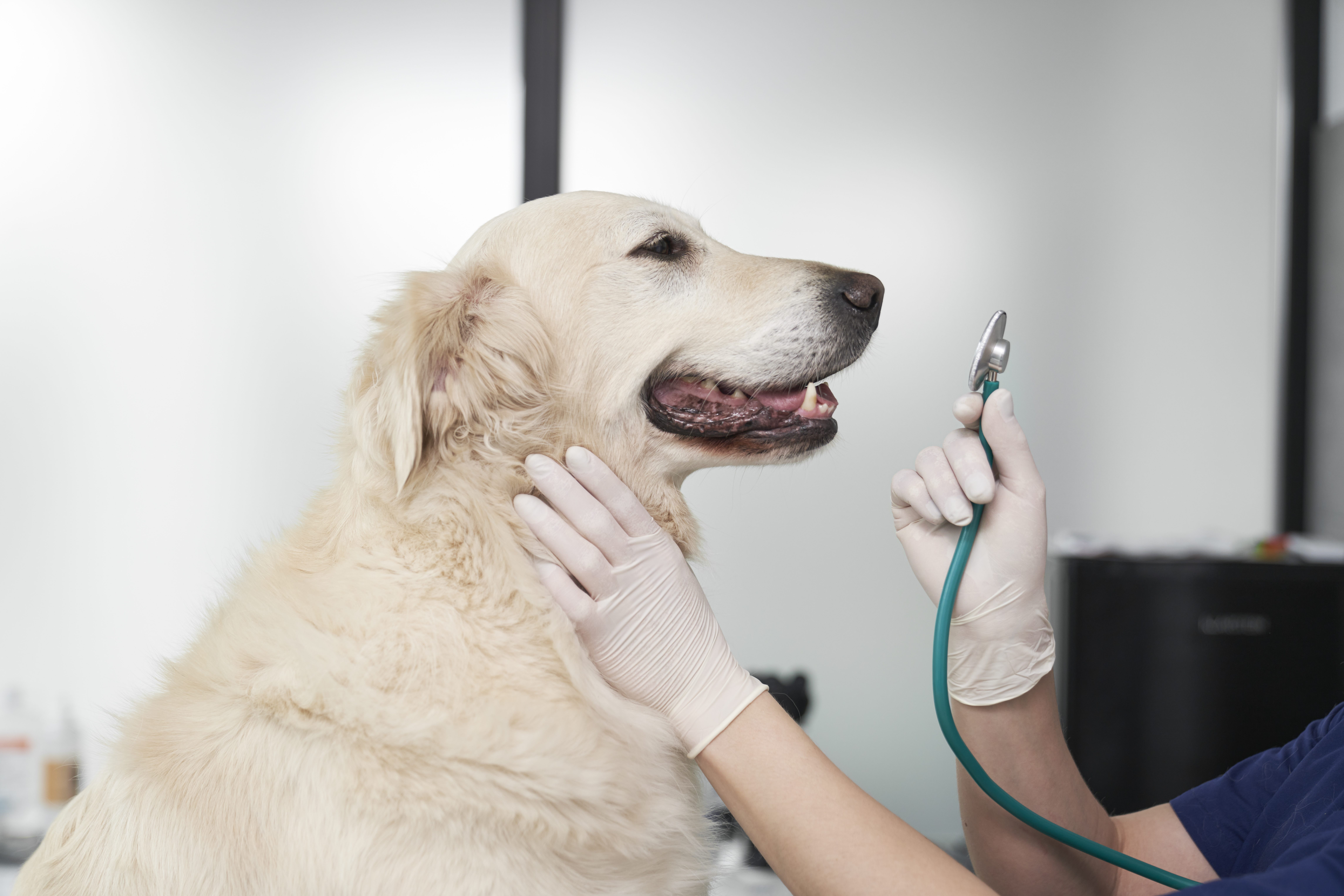 Vet examine the dog in the office