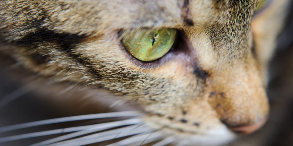 A close-up of a cat’s face with green eyes. A cat with a mustache